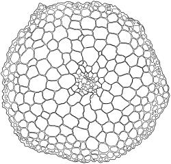 Pseudocrossidium crinitum, stem cross-section. Drawn from W. Malcolm 1288, AK 319857.
 Image: R.D. Seppelt © R.D.Seppelt All rights reserved